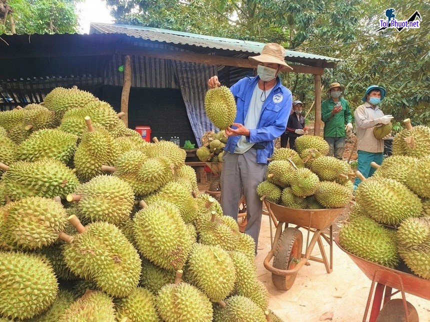 Top 2 cung cấp bán sầu riêng giá rẻ tốt chất lượng Nam Định ngon bổ rẻ (3)