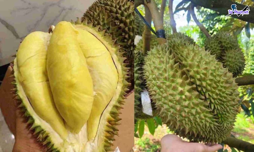 Top 2 cung cấp bán sầu riêng giá rẻ tốt chất lượng Nam Định ngon bổ rẻ