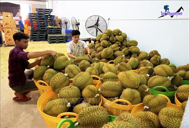 Top 2 cung cấp bán sầu riêng giá rẻ tốt chất lượng Thái Bình đáng tin cậy (1)