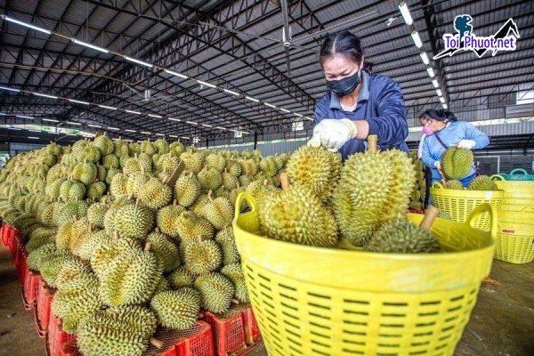 Top 2 cung cấp bán sầu riêng giá rẻ tốt chất lượng Thái Bình đáng tin cậy (2)