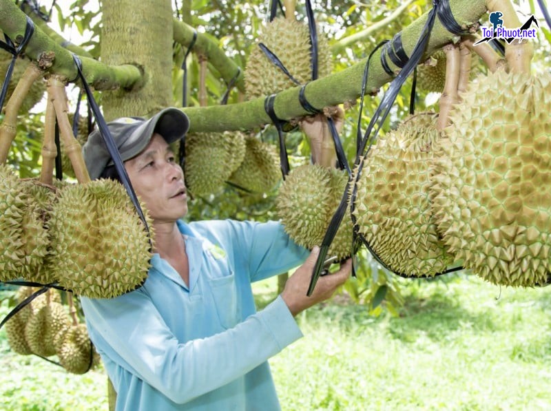Top 2 cung cấp bán sầu riêng giá rẻ tốt chất lượng Vĩnh Yên Vĩnh Phúc cực ngon (1)