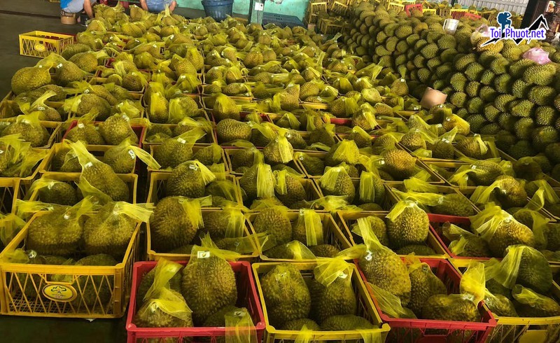 Top 2 cung cấp bán sầu riêng giá rẻ tốt chất lượng Vĩnh Yên Vĩnh Phúc cực ngon (3)