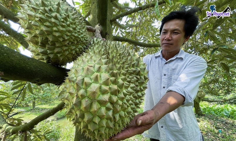 Top 3 cung cấp bán sầu riêng giá rẻ tốt chất lượng Cao Bằng tươi ngon nhất (1)