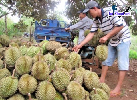 Top 3 cung cấp bán sầu riêng giá rẻ tốt chất lượng Cao Bằng tươi ngon nhất (2)