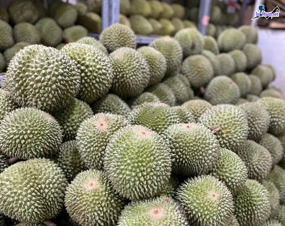 Top 3 cung cấp bán sầu riêng giá rẻ tốt chất lượng Ninh Bình được yêu thích (2)