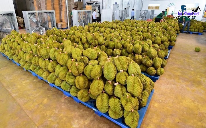 Top 3 cung cấp bán sầu riêng giá rẻ tốt chất lượng Ninh Bình được yêu thích