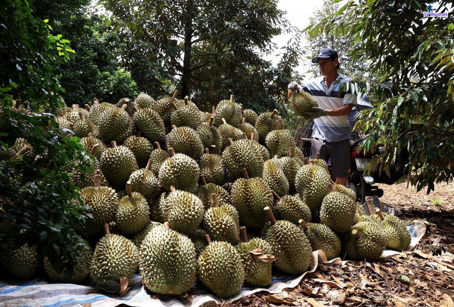 Top 3 cung cấp bán sầu riêng giá rẻ tốt chất lượng Sóc Trăng đúng chất lượng (2)