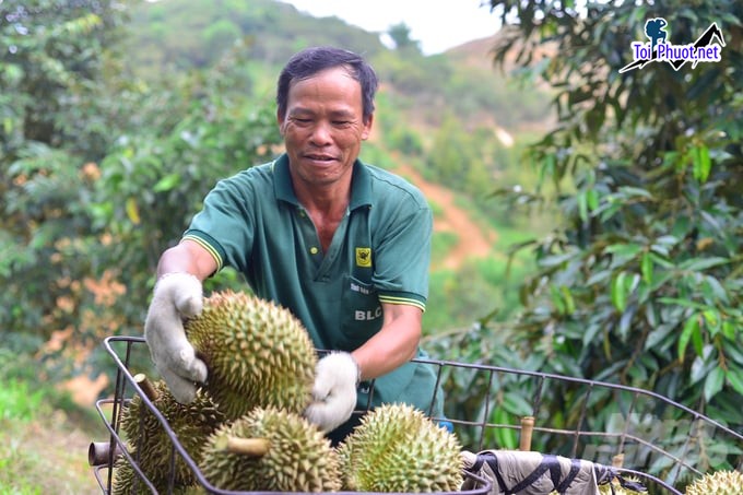 Top 3 cung cấp bán sầu riêng giá rẻ tốt chất lượng Sóc Trăng đúng chất lượng (4)
