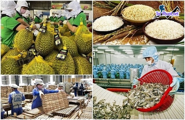 Top 3 cung cấp bán sầu riêng giá rẻ tốt chất lượng Thanh Hóa nhiều ưu đãi (2)