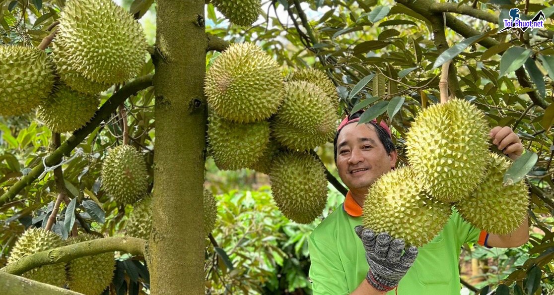 Top 3 cung cấp bán sầu riêng giá rẻ tốt chất lượng Thanh Hóa nhiều ưu đãi