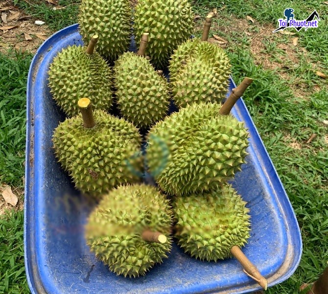 Top 3 cung cấp bán sầu riêng giá rẻ tốt chất lượng Thủ Dầu Một Bình Dương hàng tốt (1)