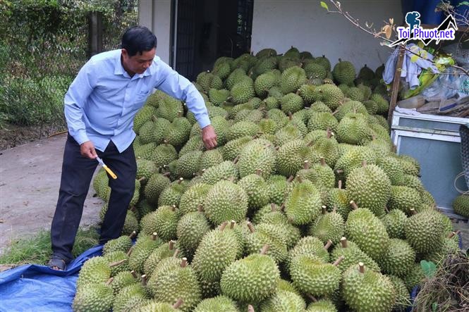 Top 3 cung cấp bán sầu riêng giá rẻ tốt chất lượng Yên Bái cực kỳ tươi (1)