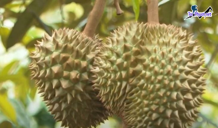 Top 3 cung cấp bán sầu riêng giá rẻ tốt chất lượng Yên Bái cực kỳ tươi (5)