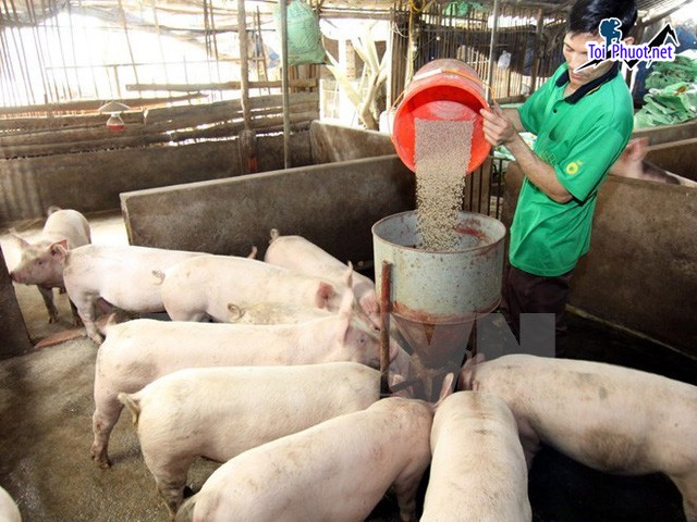 Top 4 bán thức ăn gia súc gia cầm Mỹ Tho Tiền Giang đáp ứng nhu cầu ngày càng cao (1)
