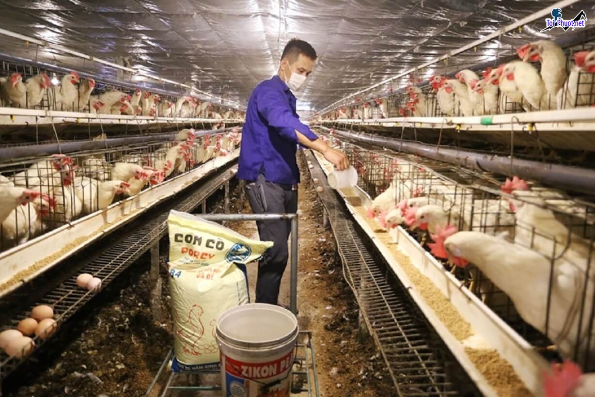 Top 4 bán thức ăn gia súc gia cầm Mỹ Tho Tiền Giang đáp ứng nhu cầu ngày càng cao (1)