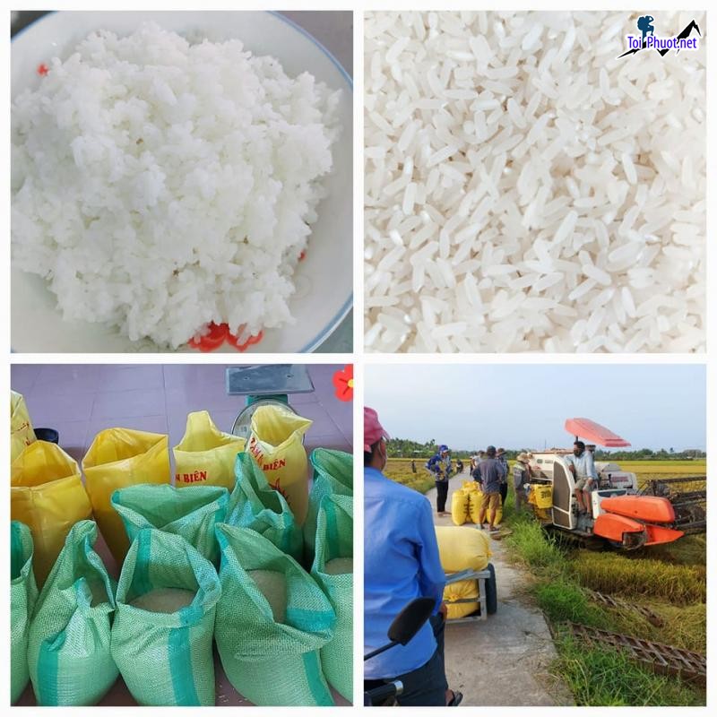 Top 4 cửa hàng gạo gần đây chất lượng Đông Hà Quảng Trị được bà con tin dùng (2)