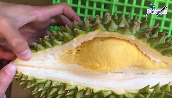 Top 4 cung cấp bán sầu riêng giá rẻ tốt chất lượng Cà Mau nhiều loại cực ngon (2)