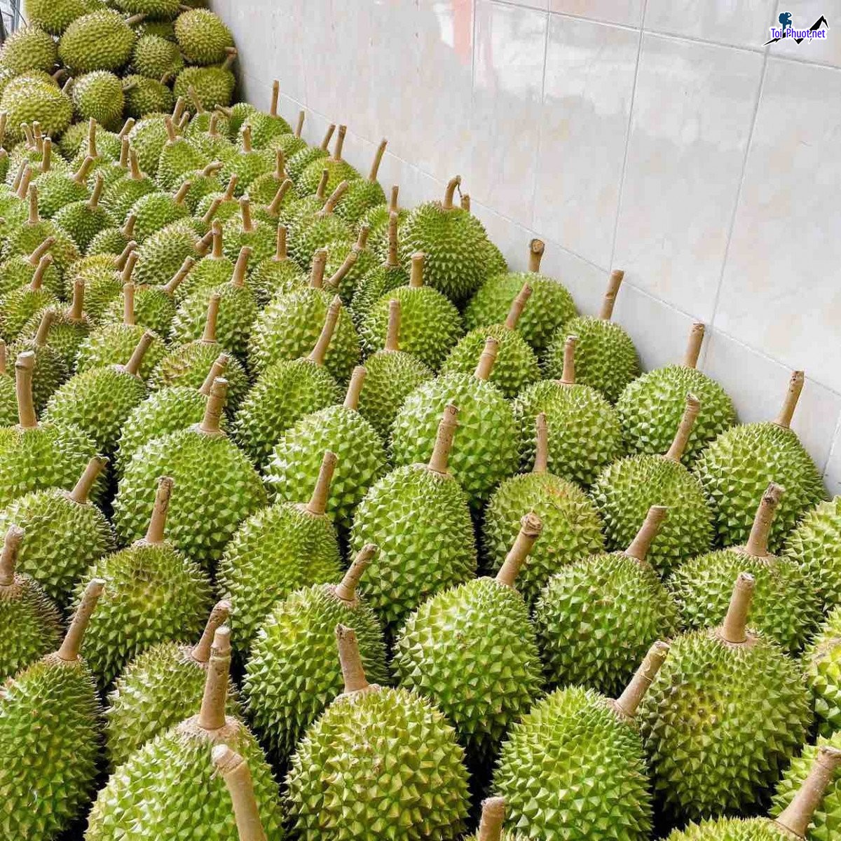 Top 4 cung cấp bán sầu riêng giá rẻ tốt chất lượng Đồng Xoài Bình Phước uy tín nhất (1)