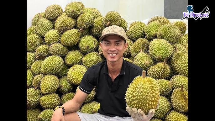Top 4 cung cấp bán sầu riêng giá rẻ tốt chất lượng Đồng Xoài Bình Phước uy tín nhất (2)
