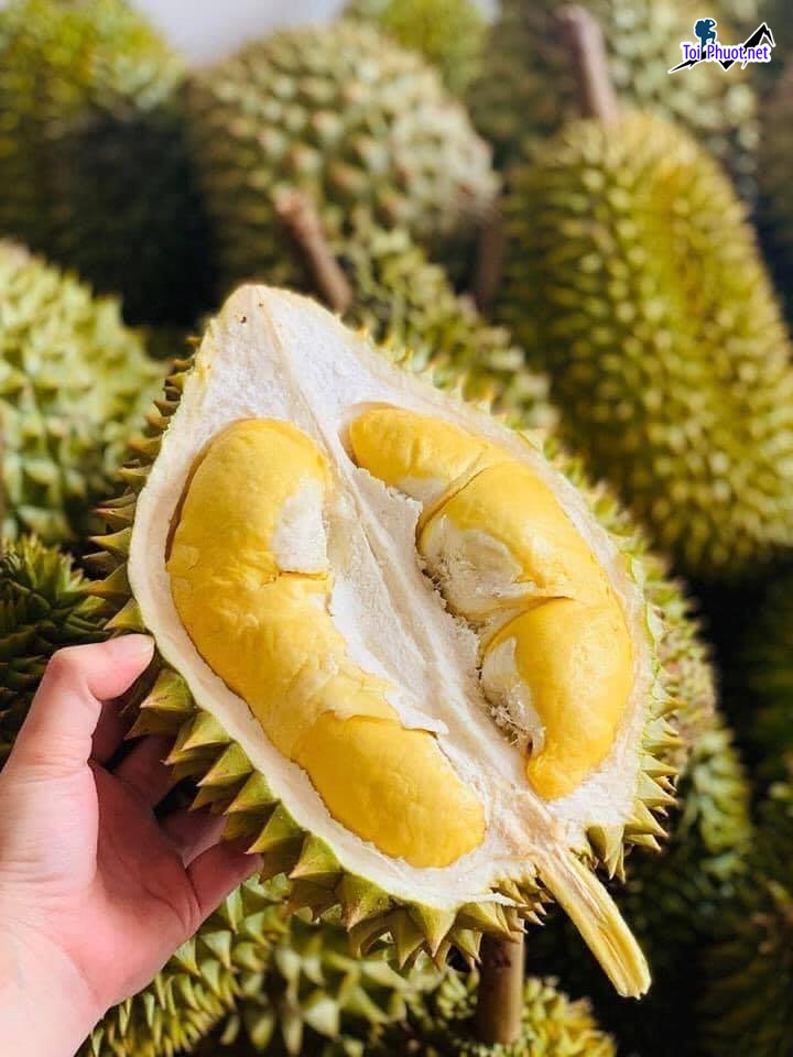 Top 4 cung cấp bán sầu riêng giá rẻ tốt chất lượng Kon Tum cực ngon (2)
