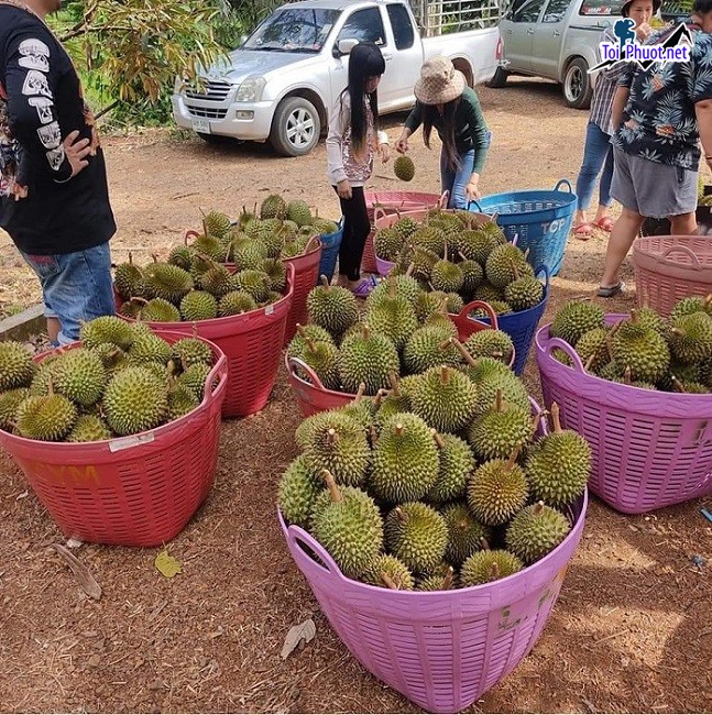 Top 4 cung cấp bán sầu riêng giá rẻ tốt chất lượng Lào Cai không bị sượng (1)
