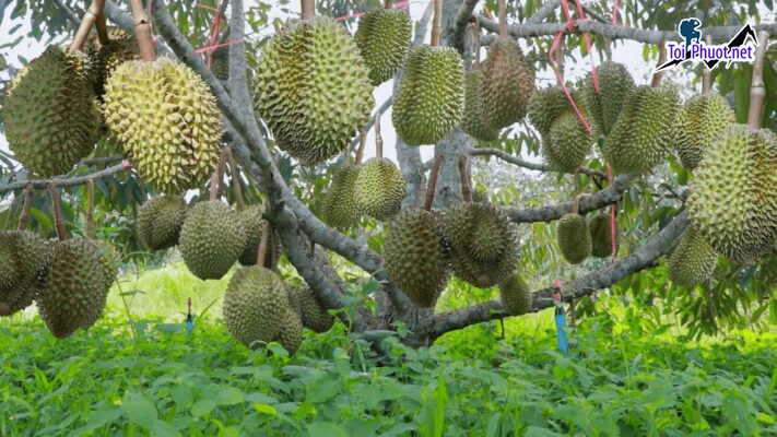 Top 4 cung cấp bán sầu riêng giá rẻ tốt chất lượng Phan Rang Tháp Chàm Ninh Thuận tươi ngon nhất
