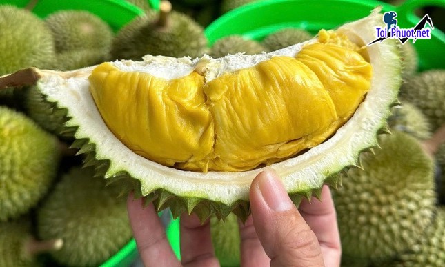 Top 4 cung cấp bán sầu riêng giá rẻ tốt chất lượng Sơn La khiến bạn thích mê (1)