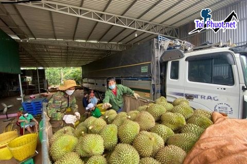 Top 4 cung cấp bán sầu riêng giá rẻ tốt chất lượng Sơn La khiến bạn thích mê (2)