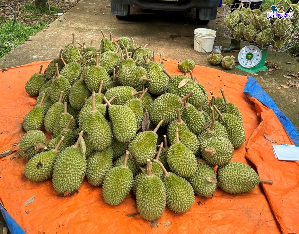 Top 4 cung cấp bán sầu riêng giá rẻ tốt chất lượng Tam Kỳ Quảng Nam quả to tròn (1)