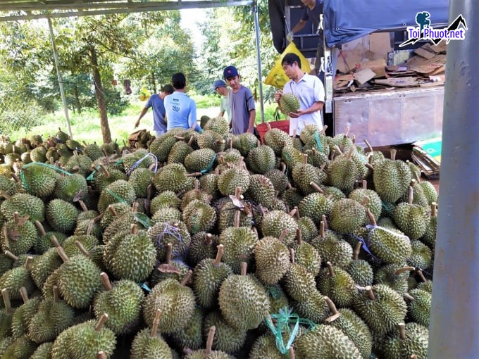Top 4 cung cấp bán sầu riêng giá rẻ tốt chất lượng Tam Kỳ Quảng Nam quả to tròn (1)