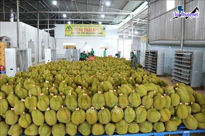 Top 4 cung cấp bán sầu riêng giá rẻ tốt chất lượng Tam Kỳ Quảng Nam quả to tròn (2)