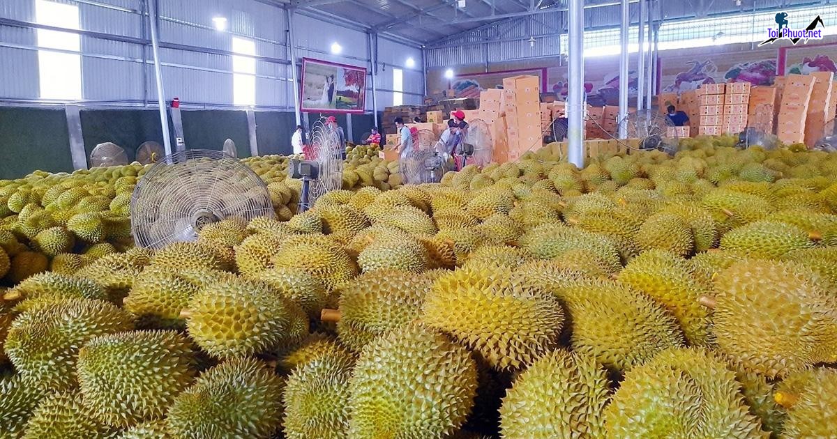 Top 4 cung cấp bán sầu riêng giá rẻ tốt chất lượng Tây Ninh hợp lý nhất (1)
