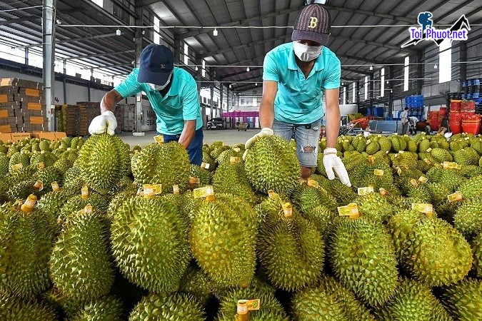 Top 4 cung cấp bán sầu riêng giá rẻ tốt chất lượng Tây Ninh hợp lý nhất (2)