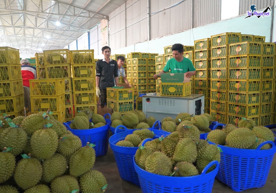 Top 4 cung cấp bán sầu riêng giá rẻ tốt chất lượng Tây Ninh hợp lý nhất (3)
