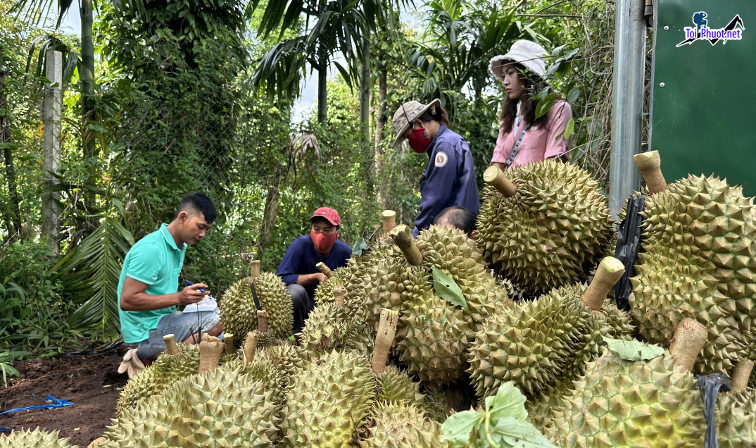 Top 4 cung cấp bán sầu riêng giá rẻ tốt chất lượng Trà Vinh nổi tiếng (2)