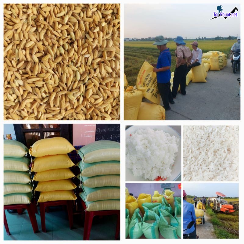 Top 5 cửa hàng gạo gần đây chất lượng Hạ Long Quảng Ninh ngon dẻo (1)