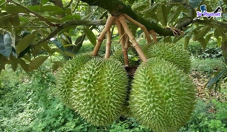 Top 5 cung cấp bán sầu riêng giá rẻ tốt chất lượng Cao Lãnh Đồng Tháp cực ngon (1)