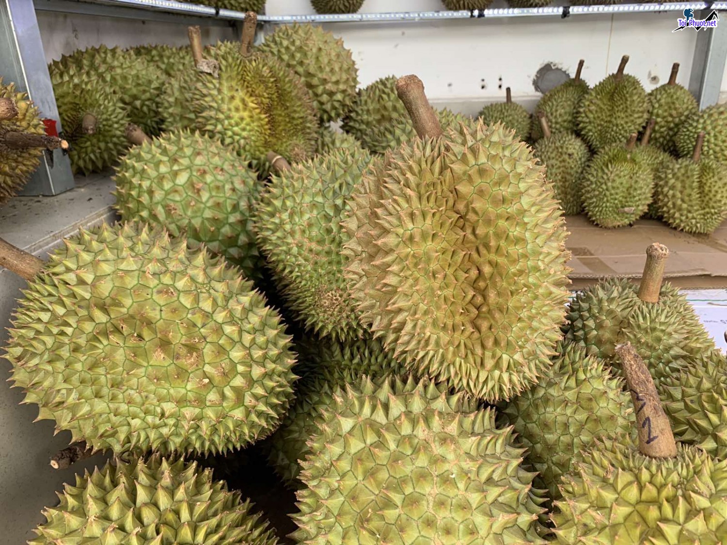 Top 5 cung cấp bán sầu riêng giá rẻ tốt chất lượng Cao Lãnh Đồng Tháp cực ngon (2)