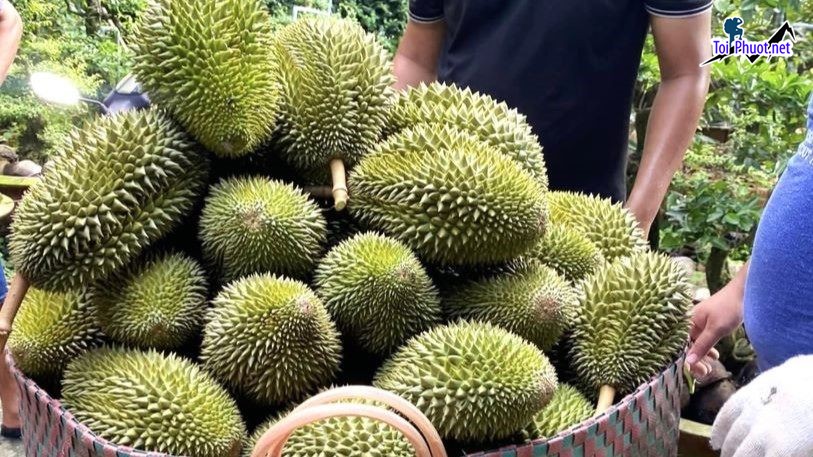 Top 5 cung cấp bán sầu riêng giá rẻ tốt chất lượng Đà Lạt Lâm Đồng bảo quản kĩ lưỡng (2)