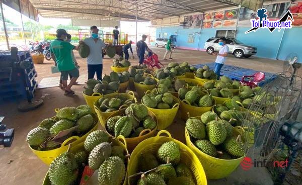 Top 5 cung cấp bán sầu riêng giá rẻ tốt chất lượng Đông Hà Quảng Trị hạt lép (2)