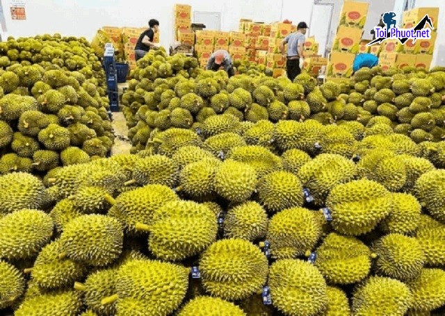 Top 5 cung cấp bán sầu riêng giá rẻ tốt chất lượng Đông Hà Quảng Trị hạt lép