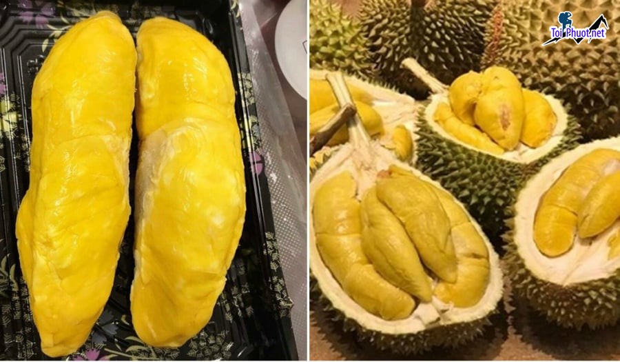 Top 5 cung cấp bán sầu riêng giá rẻ tốt chất lượng Phan Thiết Bình Thuận không bị hỏng (1)