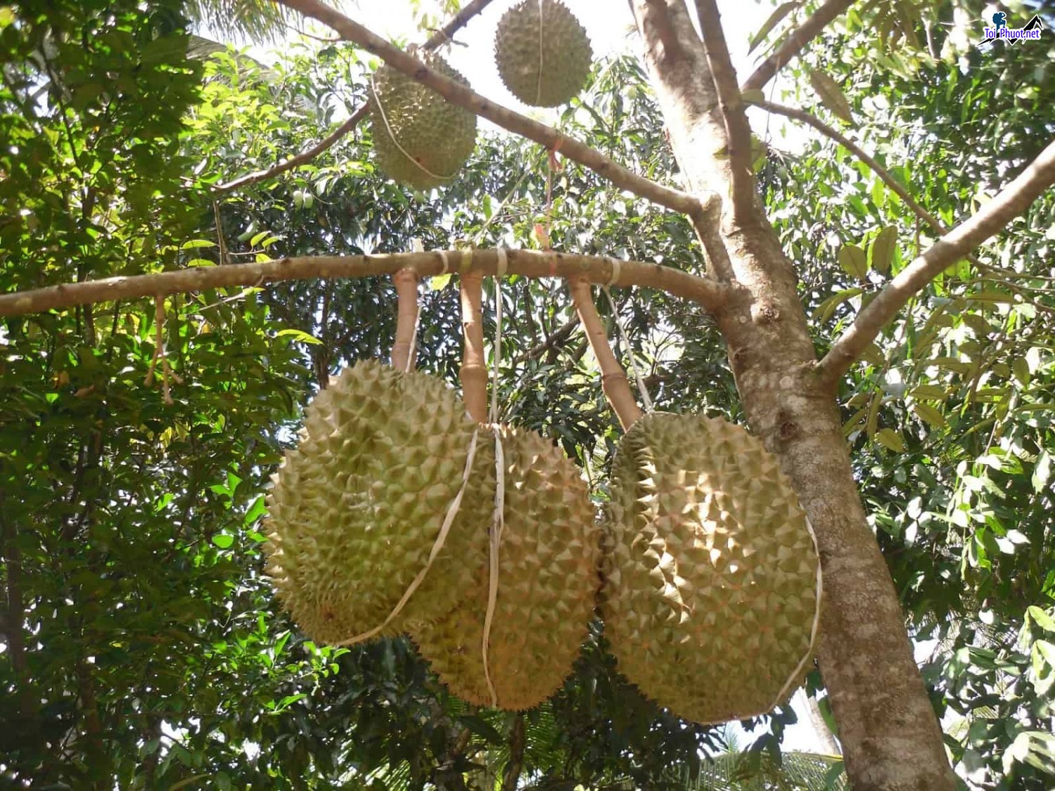 Top 5 cung cấp bán sầu riêng giá rẻ tốt chất lượng Phan Thiết Bình Thuận không bị hỏng (2)