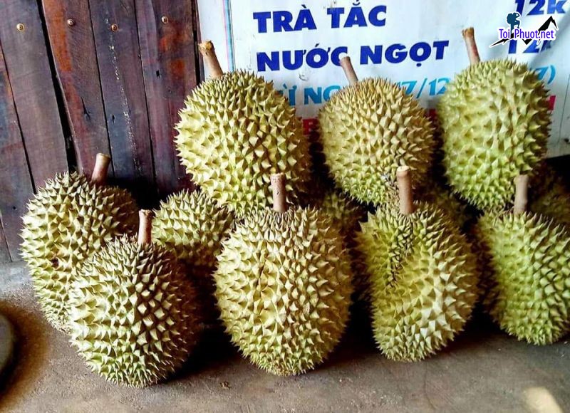 Top 5 cung cấp bán sầu riêng giá rẻ tốt chất lượng Quảng Ngãi không thuốc kích chín (2)