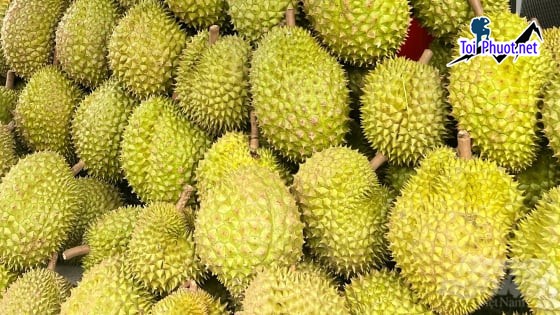 Top 5 cung cấp bán sầu riêng giá rẻ tốt chất lượng Thái Nguyên không có thuốc (1)