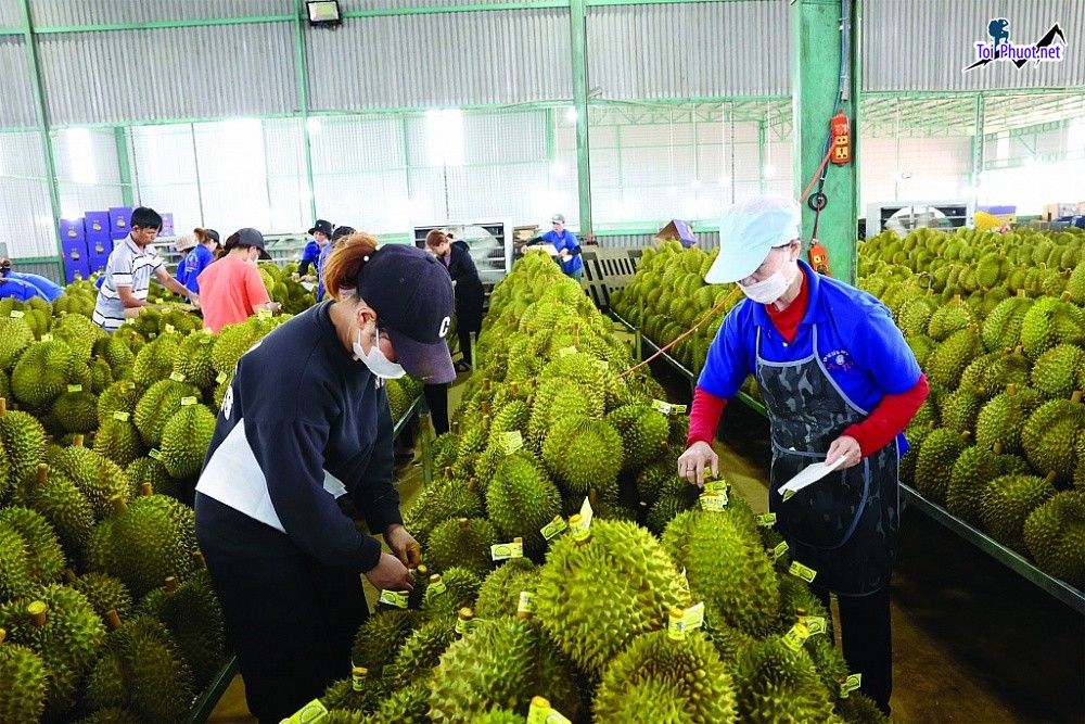 Top 5 cung cấp bán sầu riêng giá rẻ tốt chất lượng Thừa Thiên Huế đáng tin cậy