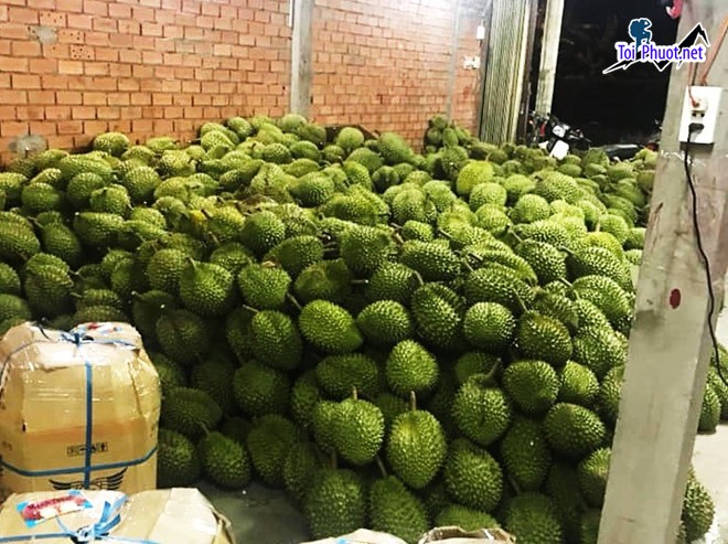 Top 5 cung cấp bán sầu riêng giá rẻ tốt chất lượng Tuyên Quang thoải mái thưởng thức (1)