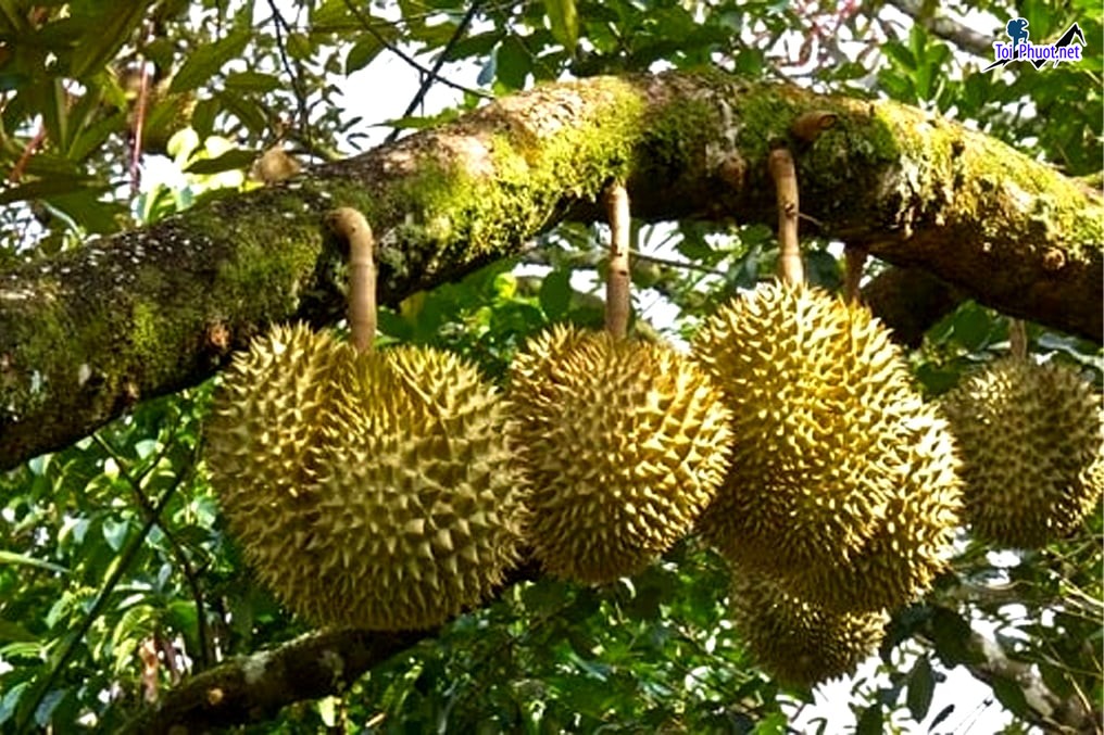 Top 5 cung cấp bán sầu riêng giá rẻ tốt chất lượng Việt Trì Phú Thọ tươi ngon (2)
