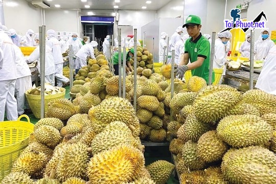 Top 7 cung cấp bán sầu riêng giá rẻ tốt chất lượng Mỹ Tho Tiền Giang uy tín (1)