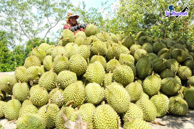 Top 7 cung cấp bán sầu riêng giá rẻ tốt chất lượng Quy Nhơn Bình Định tốt nhất dành cho khách hàng